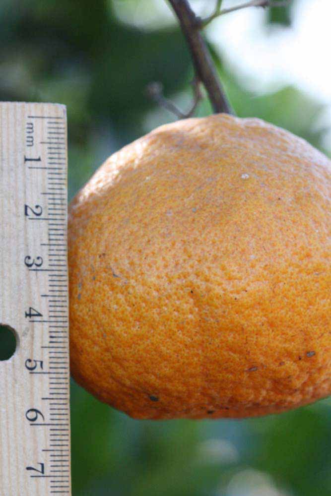              Fruit (Riverside, CA)       